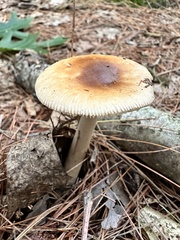 Amanita rhacopus