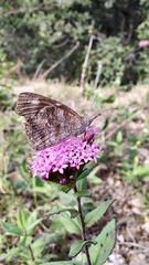Libytheana carinenta mexicana