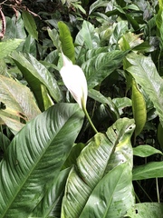 Spathiphyllum wallisii