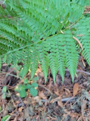 Dryopteris arguta