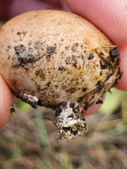 Scleroderma citrinum