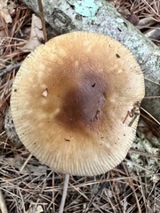 Amanita rhacopus