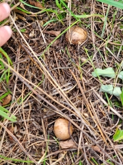 Scleroderma citrinum