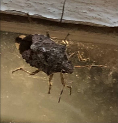 Podisus serieventris