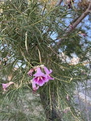 Chilopsis linearis