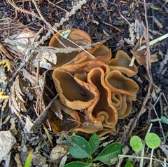 Pezizaceae
