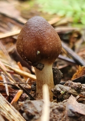 Inocybaceae