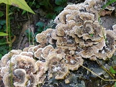 Trametes versicolor