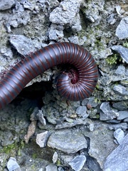 Narceus americanus