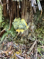 Fuligo septica