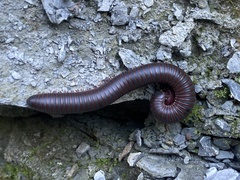 Narceus americanus