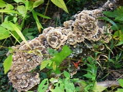 Trametes versicolor