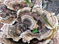 Trametes versicolor