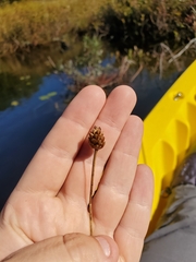 Xyris difformis