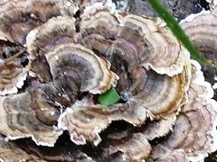 Trametes versicolor