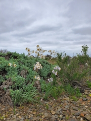 Leucocoryne coronata