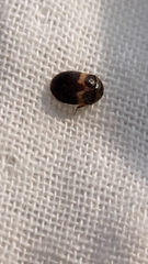 Attagenus fasciatus
