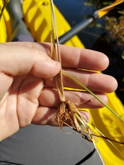 Xyris difformis