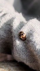 Attagenus fasciatus