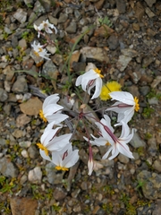 Leucocoryne coronata