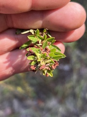 Lespedeza stuevei