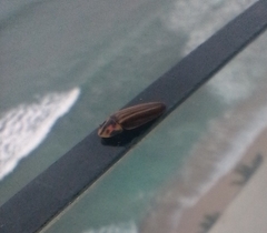 Aspisomoides bilineatum