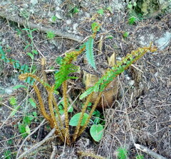 Polystichum vestitum