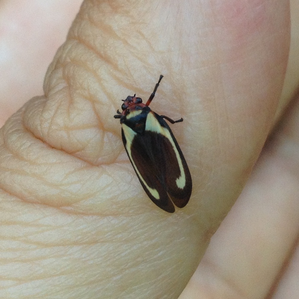 Ocoaxo varians