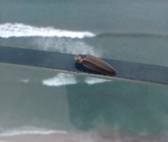 Aspisomoides bilineatum