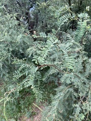 Prosopis glandulosa