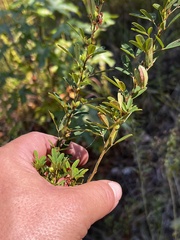 Lespedeza stuevei