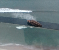 Aspisomoides bilineatum