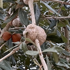 Callirhytis quercusbatatoides