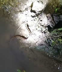 Leptodeira rhombifera