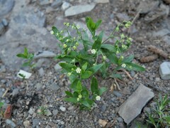 Moehringia macrophylla