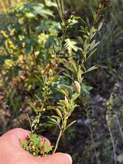 Lespedeza stuevei