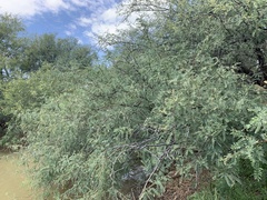 Prosopis glandulosa