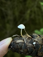 Strobilurus trullisatus