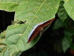 Tanaecia iapis