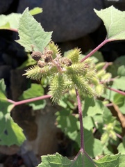 Xanthium