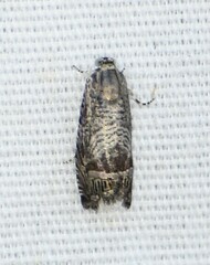 Ofatulena duodecemstriata