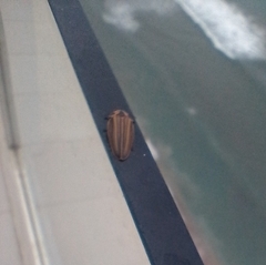 Aspisomoides bilineatum