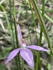 Caladenia