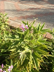 Pelargonium citronellum
