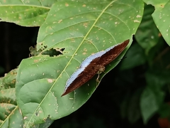 Tanaecia iapis