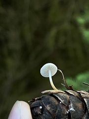 Strobilurus trullisatus