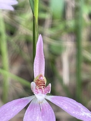 Caladenia