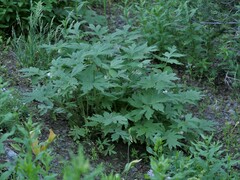 Hydrophyllum fendleri