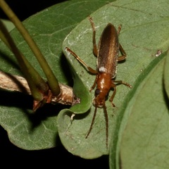 Oedemeridae