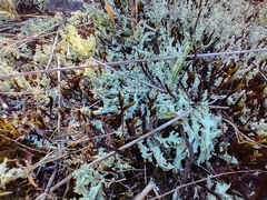 Cladonia caroliniana